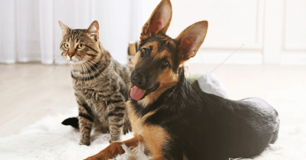 Câine și pisică într-un apartament pet friendly din București închiriat direct de la proprietar pe rentnbuy