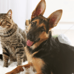 Câine și pisică într-un apartament pet friendly din București închiriat direct de la proprietar pe rentnbuy