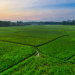 Terenuri de vânzare